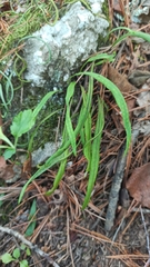 Lepisorus ussuriensis