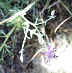 Centaurea aristata