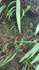 Lepisorus ussuriensis