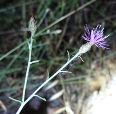 Centaurea aristata