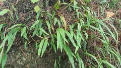 Lepisorus ussuriensis