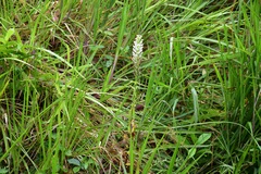 Habenaria monorrhiza