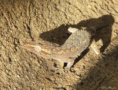 Hemidactylus agrius