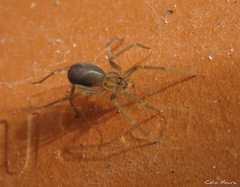 Loxosceles amazonica