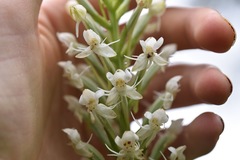 Habenaria monorrhiza