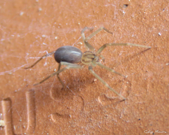 Loxosceles amazonica