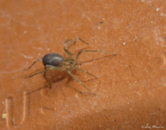Loxosceles amazonica