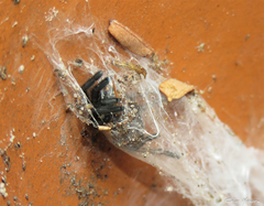 Dolichothele exilis
