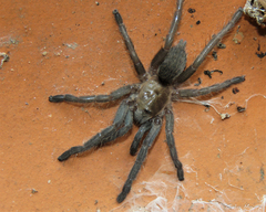 Dolichothele exilis