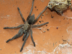 Dolichothele exilis