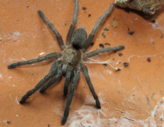 Dolichothele exilis