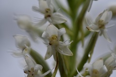 Habenaria monorrhiza