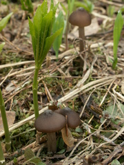 Entoloma hirtipes