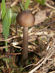 Entoloma hirtipes
