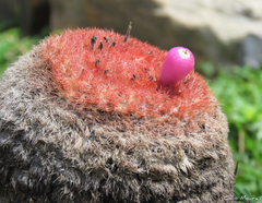 Melocactus zehntneri