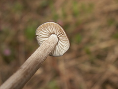 Entoloma hirtipes