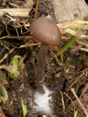 Entoloma hirtipes