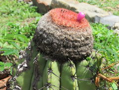 Melocactus zehntneri