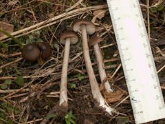Entoloma hirtipes