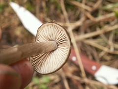 Entoloma hirtipes
