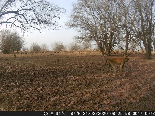 Western Patas Monkey