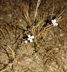 Malcolmia triloba