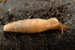 Siciliaria leucophryna