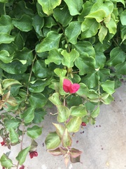Bougainvillea