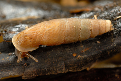 Siciliaria leucophryna