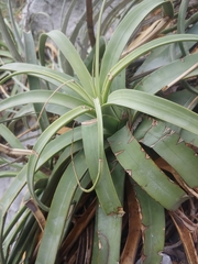 Agave bracteosa