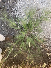 Panicum capillare