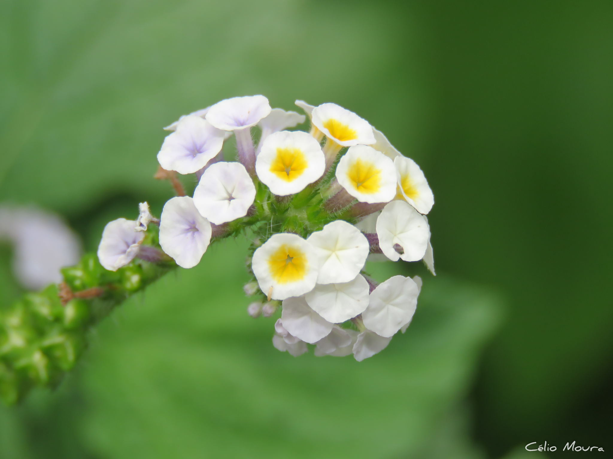 Heliotropium
