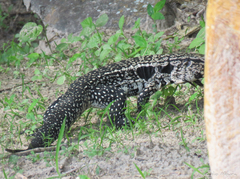 Salvator merianae merianae