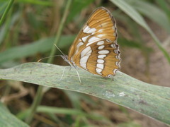 Mestra hersilia apicalis
