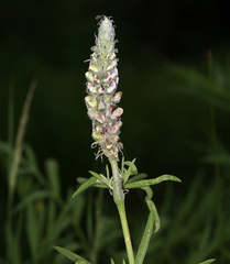 Lupinus pratensis pratensis