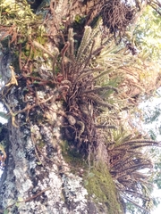 Pleopeltis hirsutissima