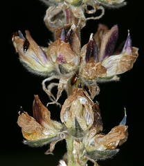 Lupinus pratensis pratensis