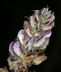 Lupinus pratensis pratensis