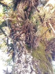 Pleopeltis hirsutissima