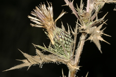Cirsium phyllocephalum