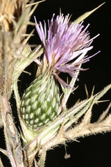 Cirsium phyllocephalum