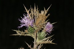 Cirsium phyllocephalum