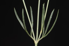 Thelesperma subnudum