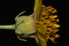 Thelesperma subnudum