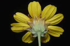 Thelesperma subnudum