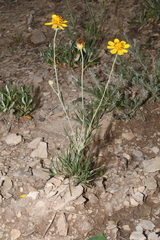 Thelesperma subnudum
