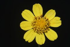 Thelesperma subnudum