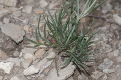 Thelesperma subnudum
