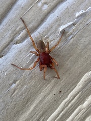 Dysdera crocata