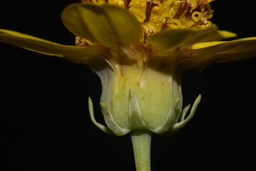 Image of Thelesperma subnudum by (c) Brian Finzel, some rights reserved (CC BY-SA)